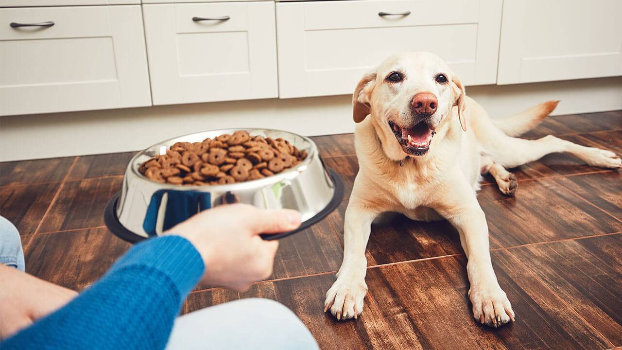 Köpeklerde Doğru Beslenme