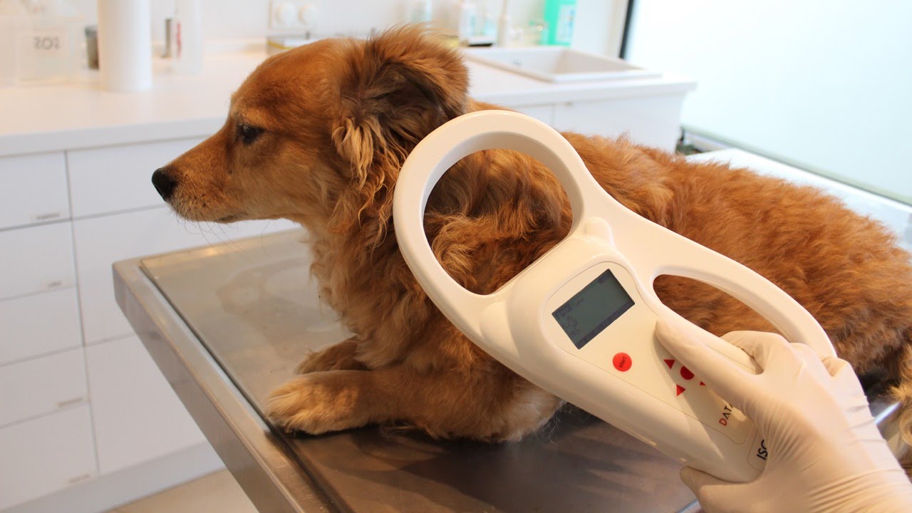 Köpeklerde Kilo Kontrolü