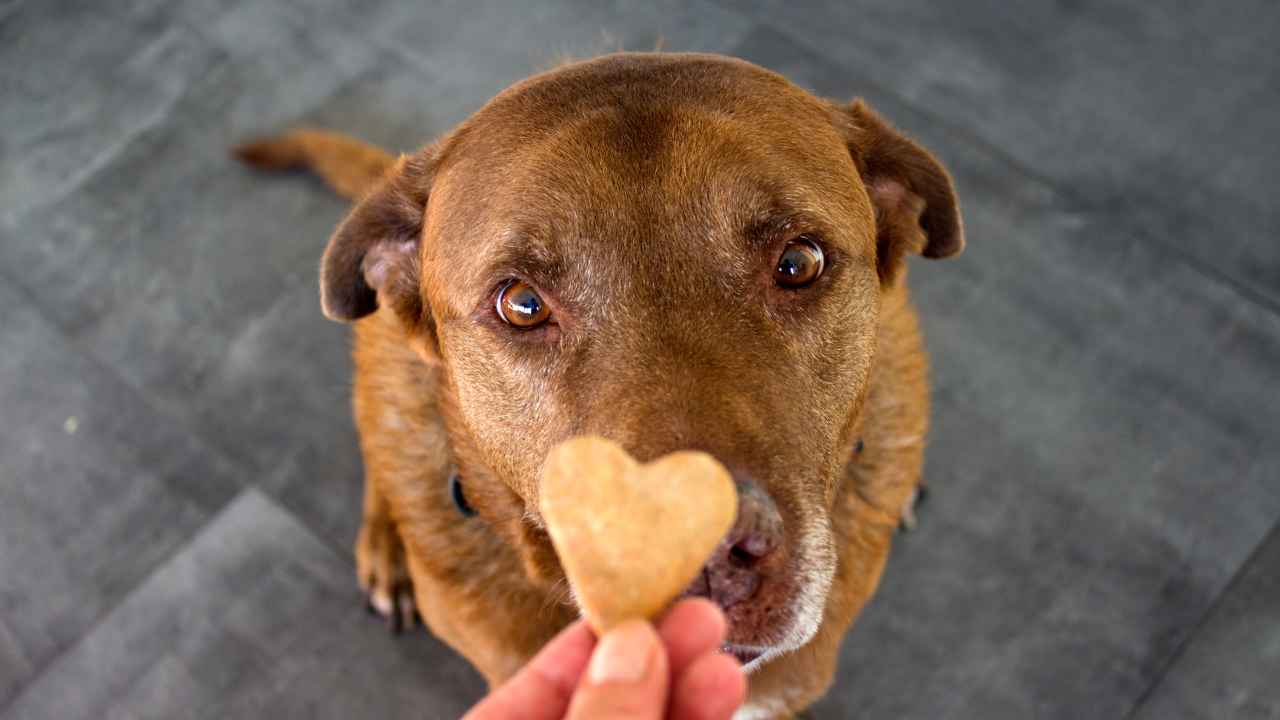 Köpekler İçin Doğal Ödül Mamalarının Faydaları Nelerdir