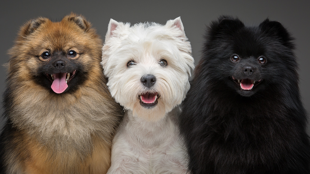 En Sakin Köpek Irkları