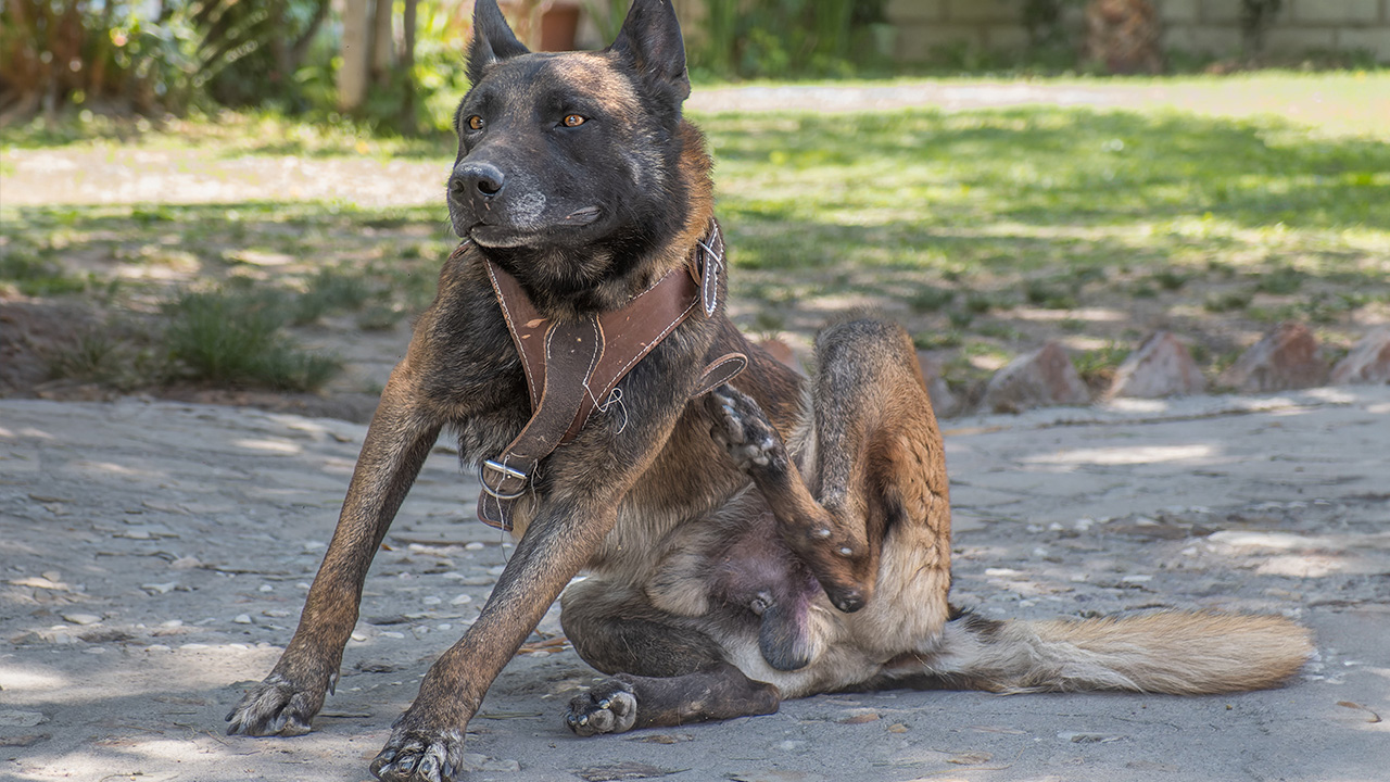 Köpeğin Kaşınması Hangi Problemi Gösterir?
