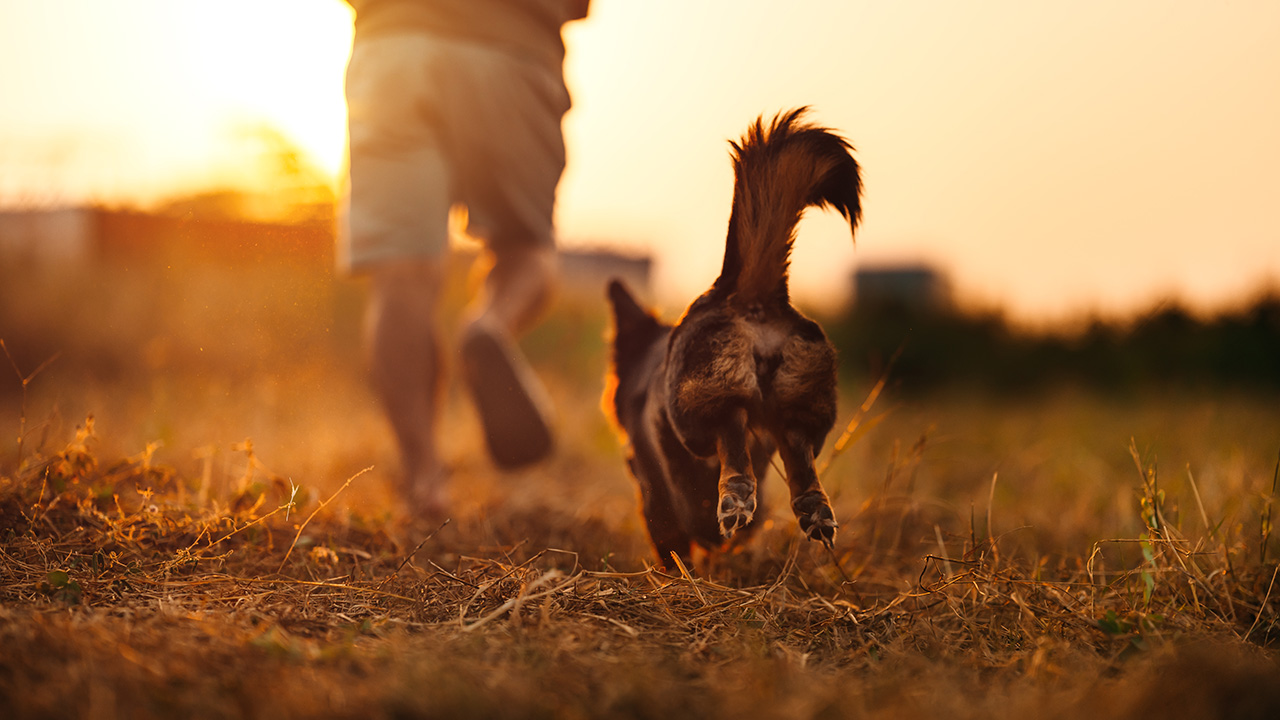 Köpekler Neden Kuyruk Sallar?