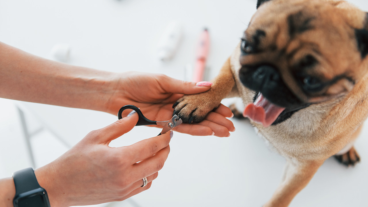 Köpeklerde Tırnak Bakımının Önemi