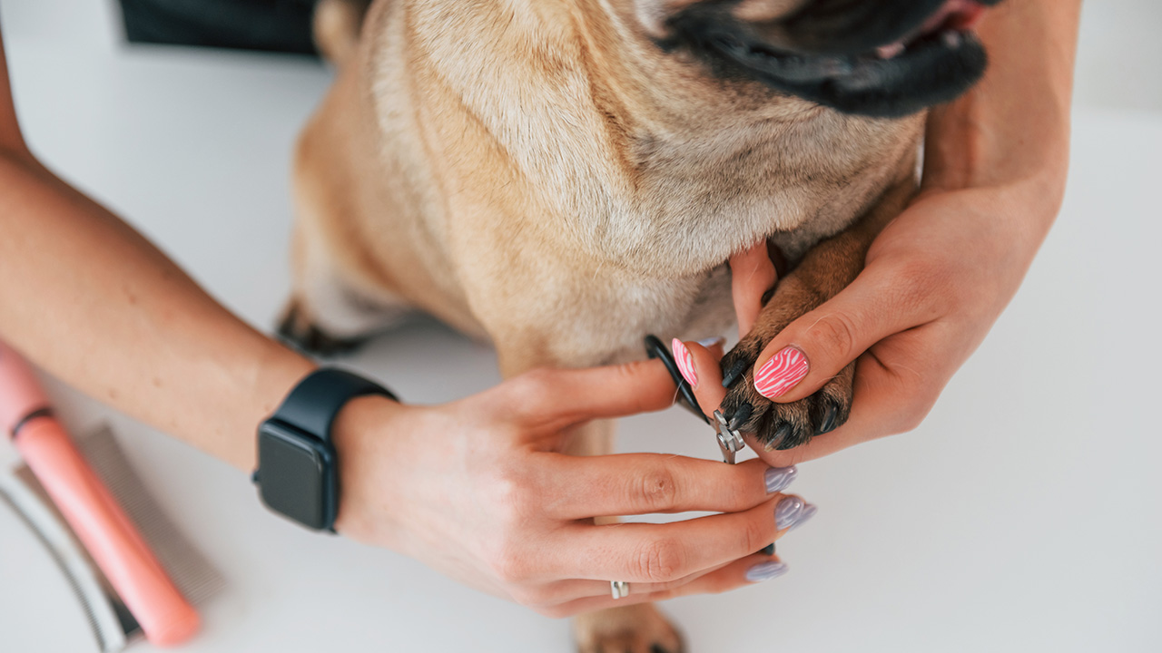 Köpeklerde Tırnak Kesiminin Önemi