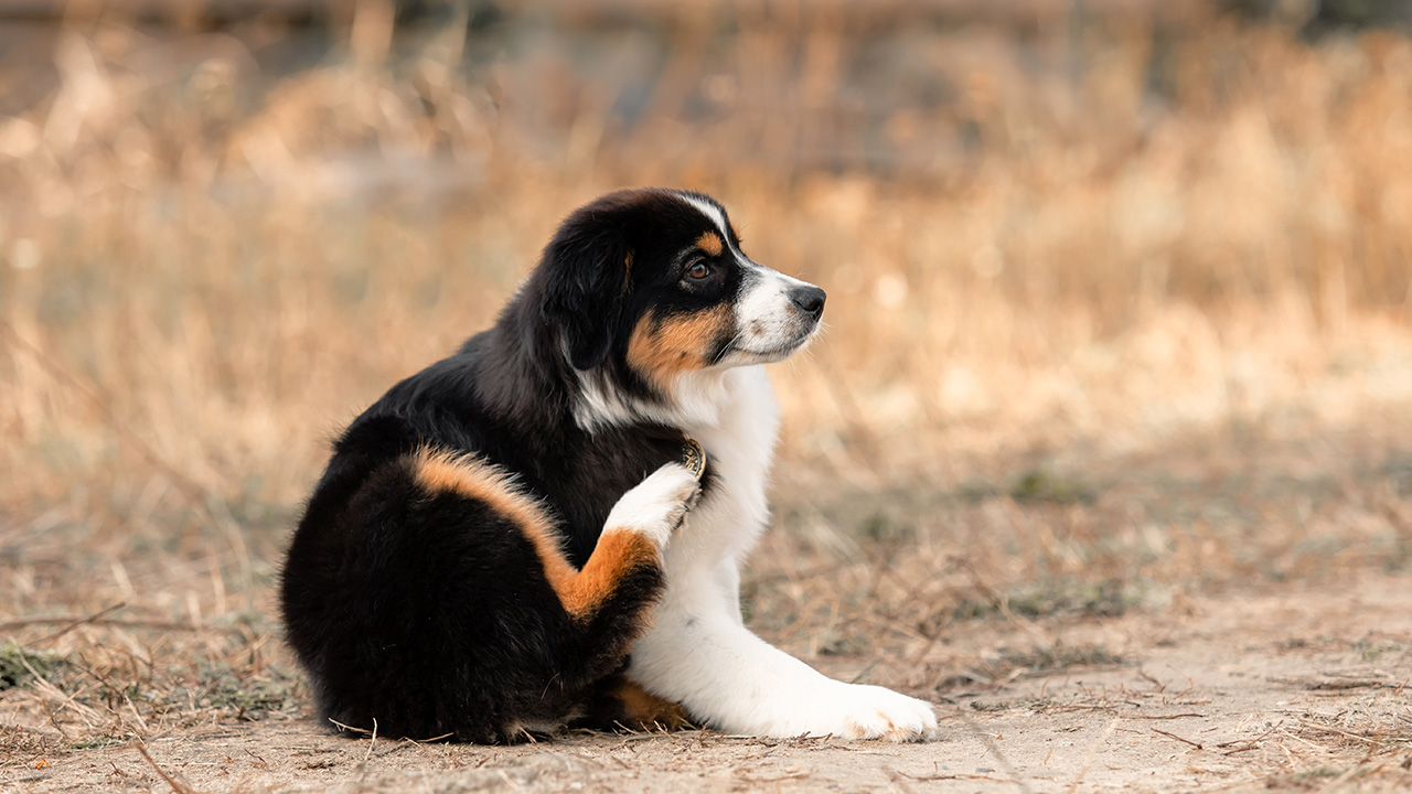 Köpeklerin Kaşınmasının Sebebi Nedir