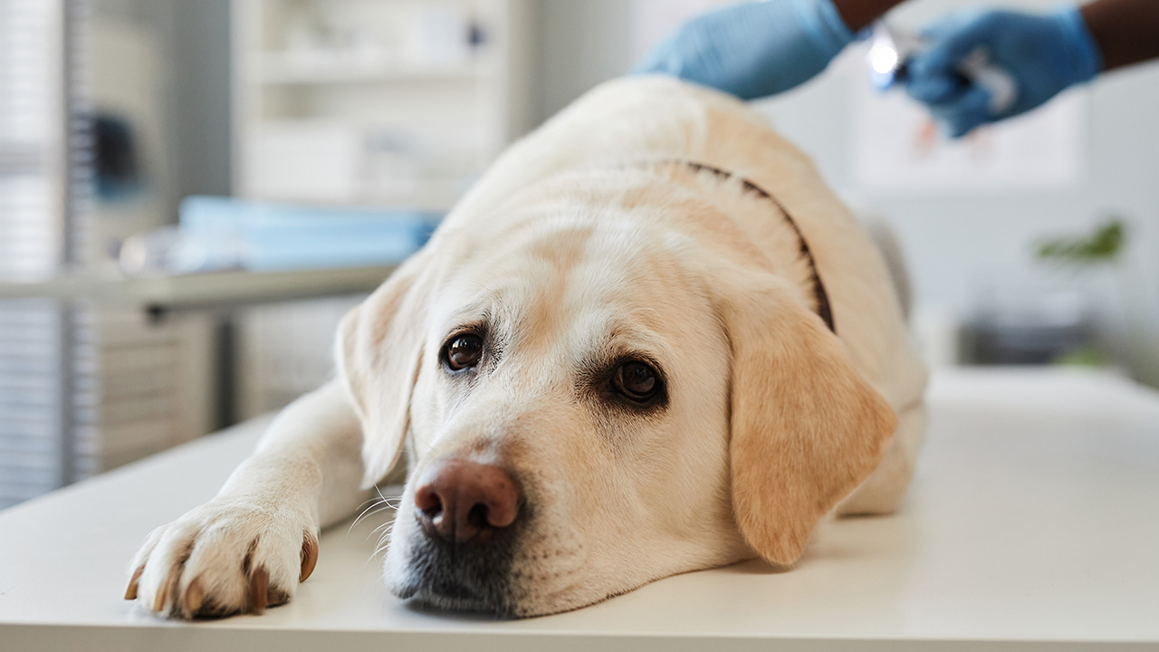 Köpeklerin Kusması Hastalık Belirtisi midir?