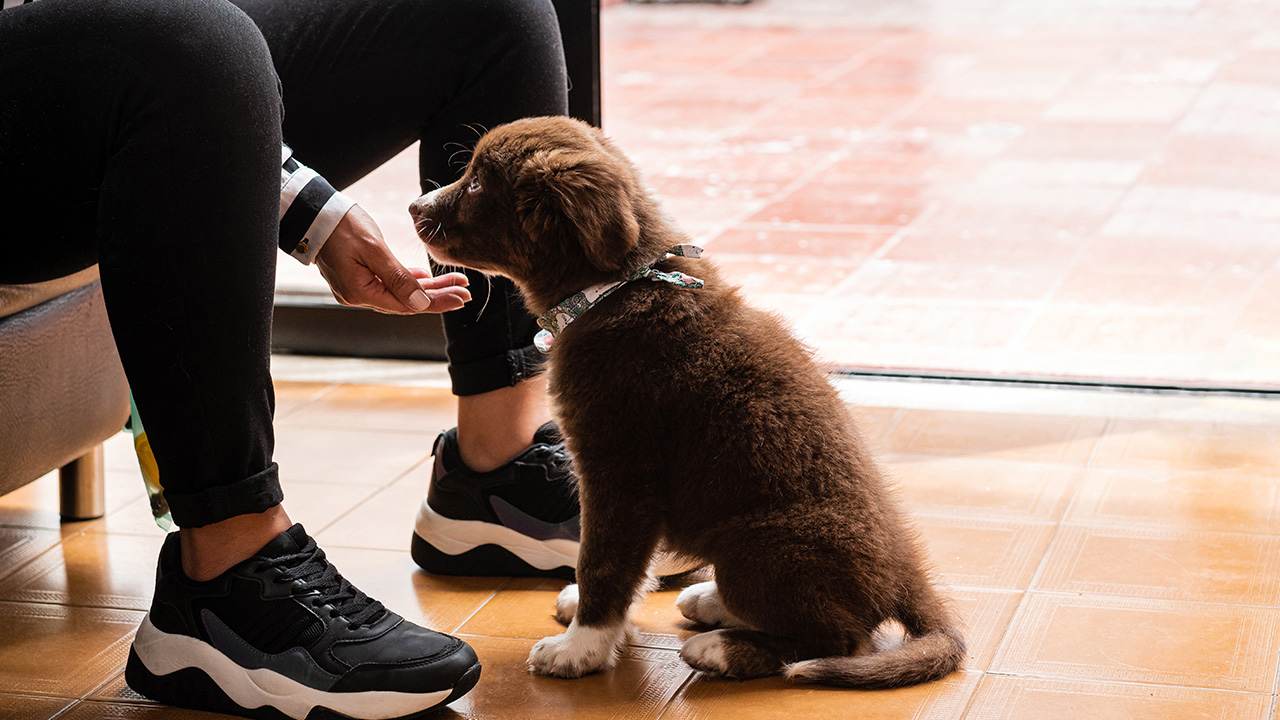 Yavru Köpeklerde Temel İtaat Eğitiminin Önemi