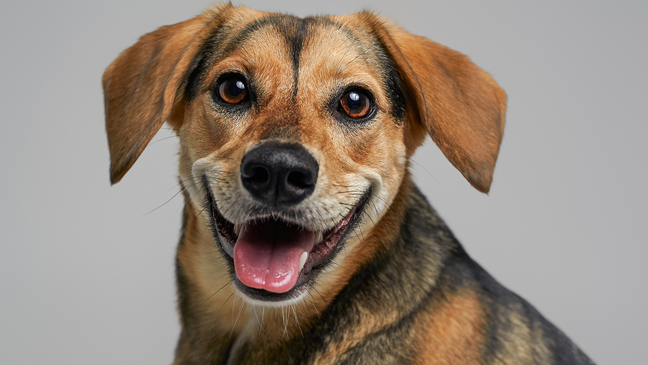 Yeni Sahiplenilen Köpek Nasıl Temizlenmeli?