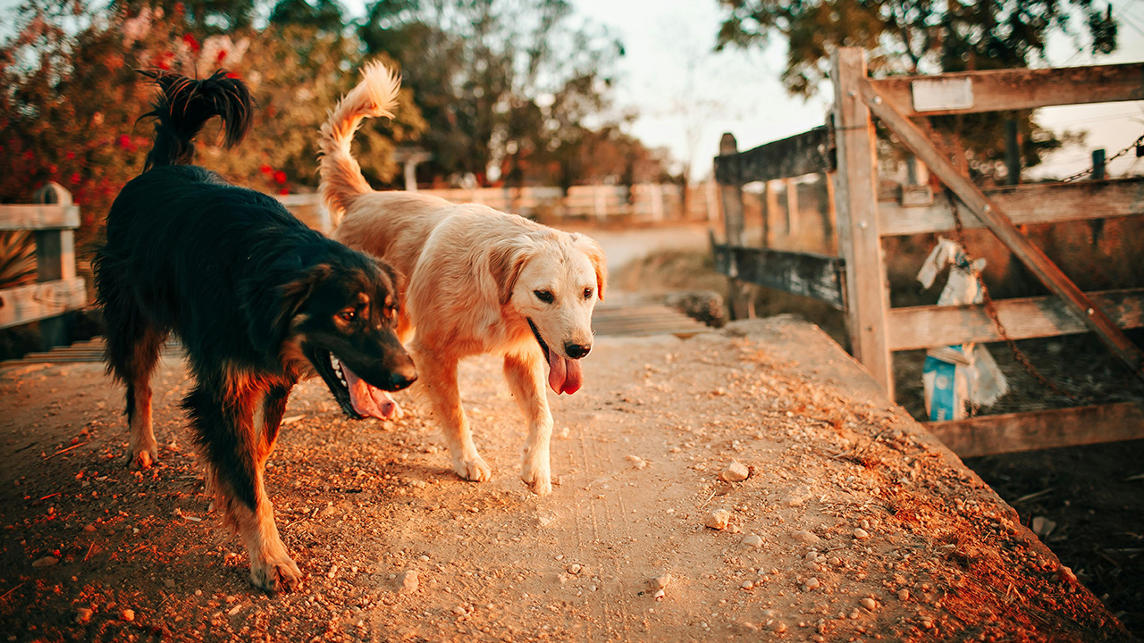 Yetişkin Köpeklerde Tuvalet Alışkanlığının Önemi