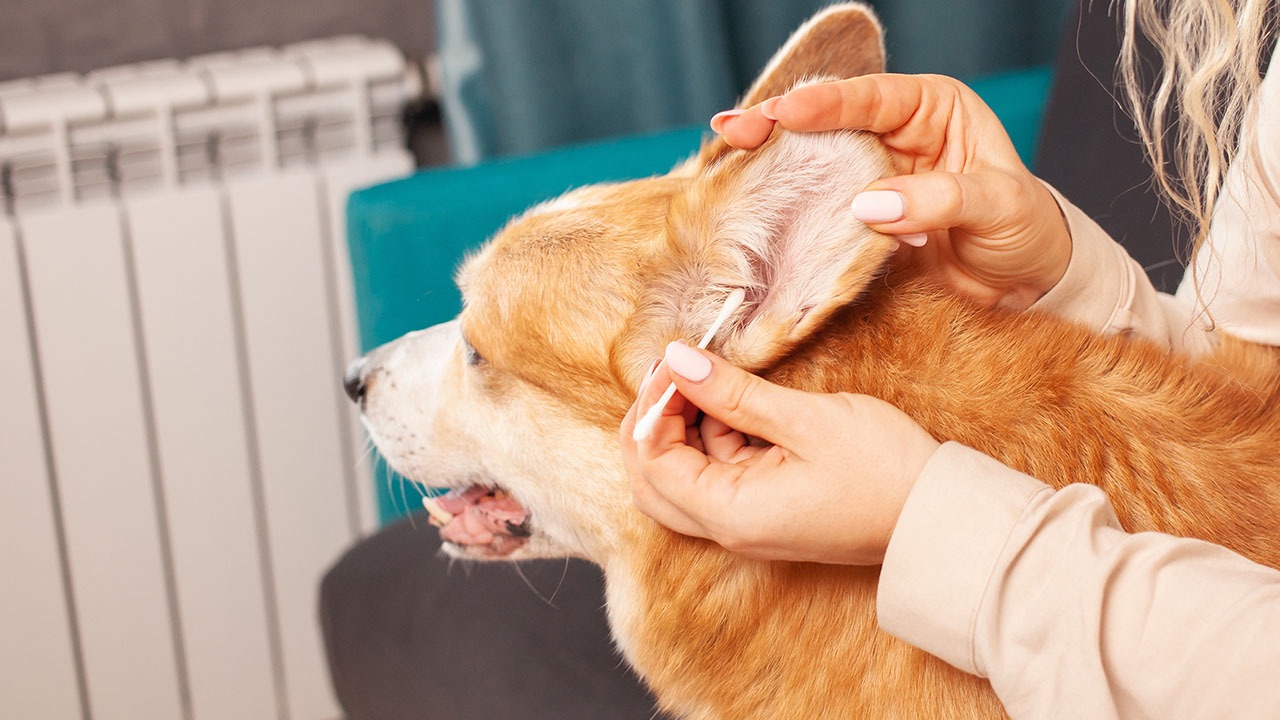 Köpeklerin Kulak Bakımı ve Temizliğinin Önemi