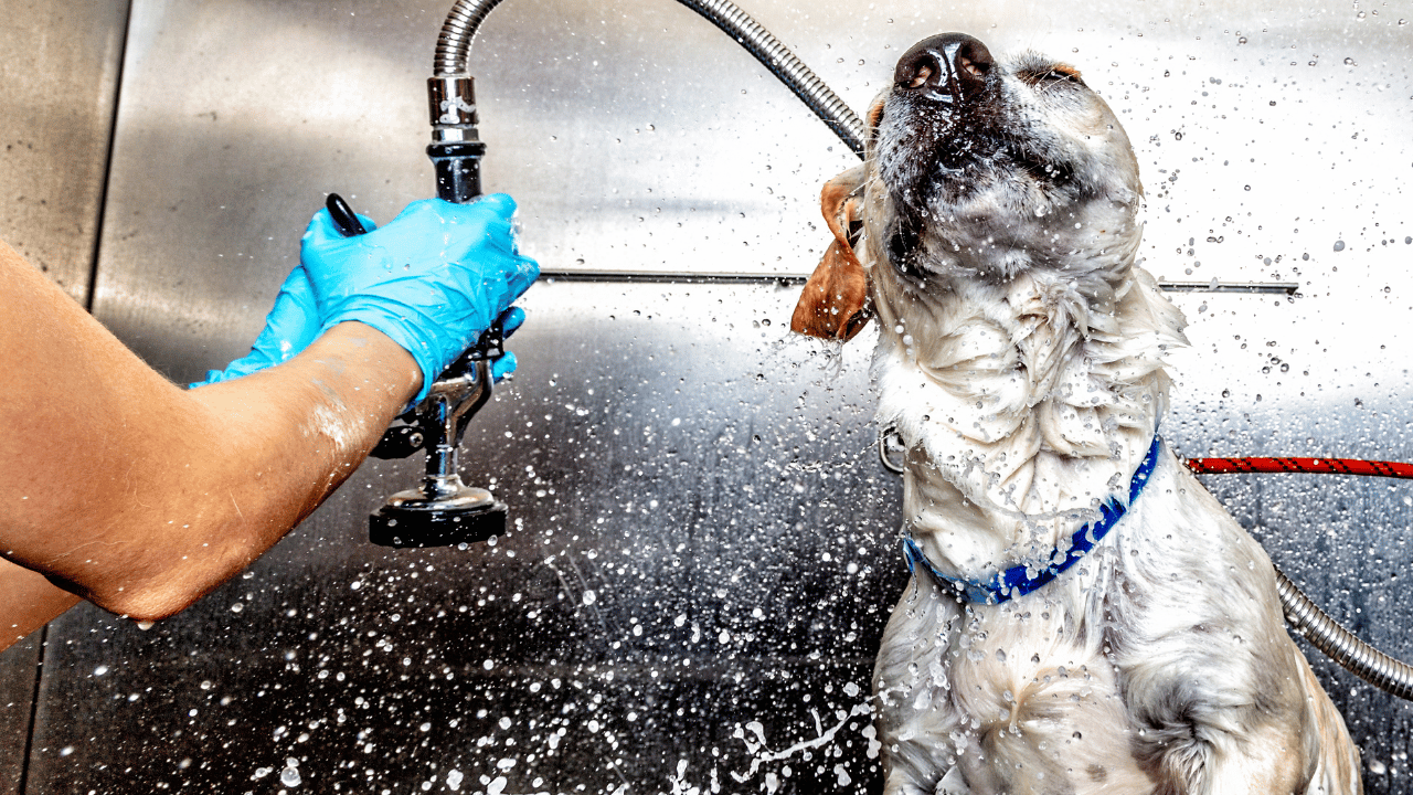 Köpeklerde Kokunun Nedenleri Nelerdir